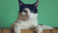 A handsome black and white tuxedo cat with green eyes rests its paws on a bamboo ledge, looking calmly at the camera against a solid green background.