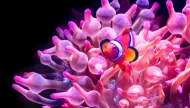 Vibrant orange and white clownfish peeking out from the tentacles of a glowing pink and purple sea anemone against a dark background