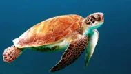 A majestic green sea turtle gliding gracefully through the clear, deep blue water of the open ocean.
