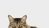 A beautiful long-haired brown tabby cat with stunning green eyes peeking up from the bottom of the frame, isolated on a minimalist white background.