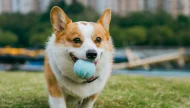 A playful Pembroke Welsh Corgi running on grass towards the camera while holding a blue ball in its mouth, with a city park in the background