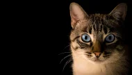 A dramatic close-up portrait of a tabby point cat with intense blue eyes, looking directly at the camera against a solid black background.