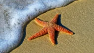 A vibrant orange starfish resting on the wet sand of a sunny beach as the white foam of a gentle ocean wave washes up beside it.