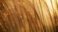 A dreamy close-up of delicate wild grass stalks covered in sparkling morning dew drops, backlit by the warm, golden light of a sunrise, creating a beautiful bokeh effect.